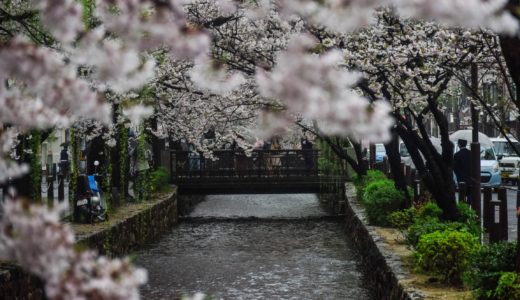 桜と○○の組み合わせの写真集。 /  京都さくら散歩 水野克比古